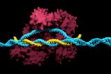 Merck Awarded Australian CRISPR Nickase Patent for Foundational Genome-Editing Technology